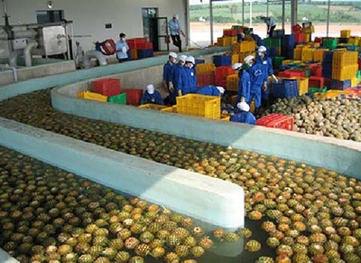 打造高效水果加工生产线 以芒果与菠萝为例的产业升级之路